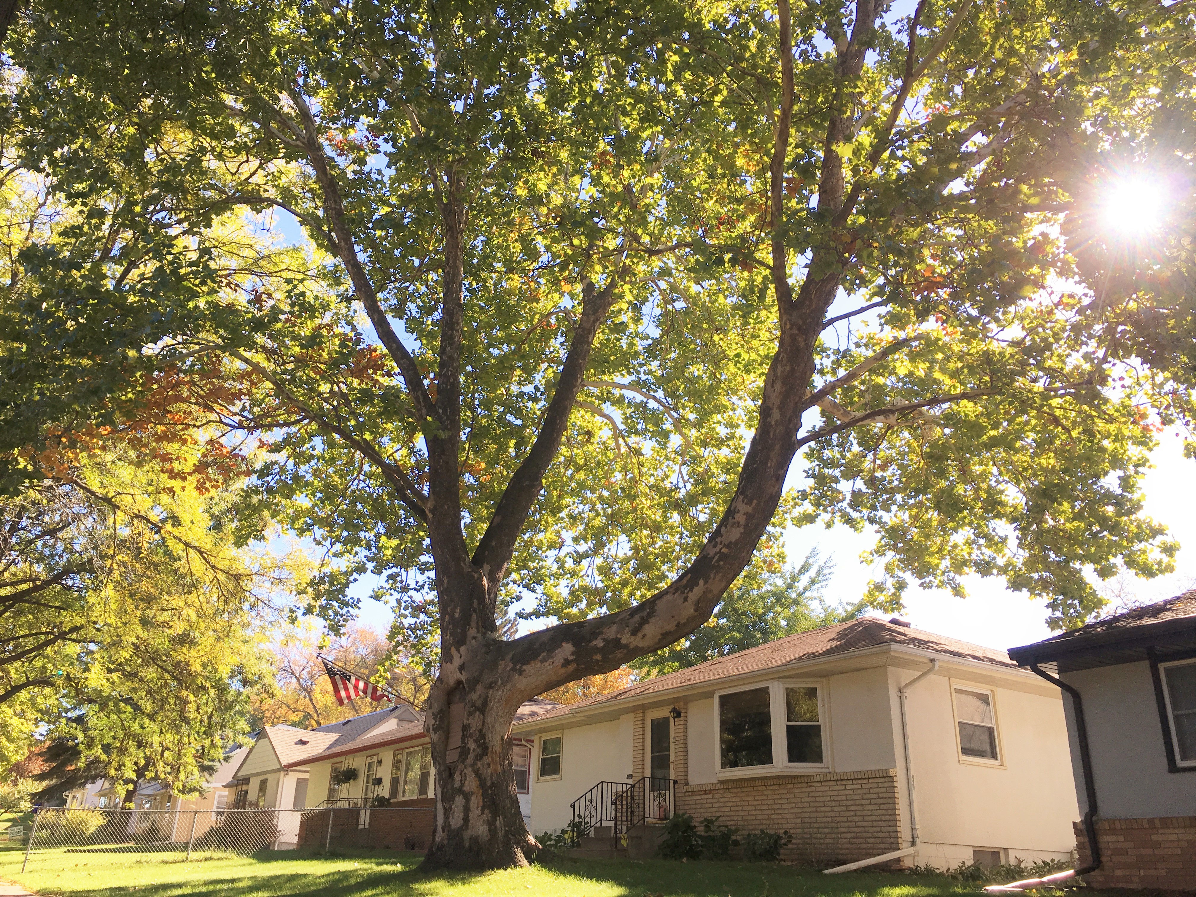 Sycamore - Landmark Tree Winner 2019