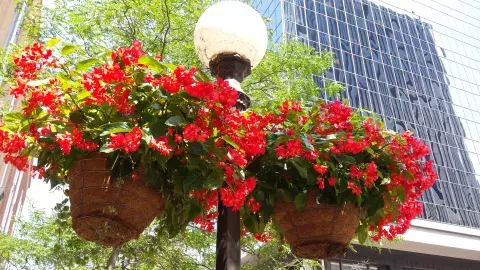 Two baskets with red flowers hang from a light pole downtown