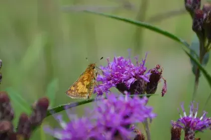 Skipper butterfly on blazing star