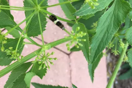 Swallowtail caterpillar on golden alexanders