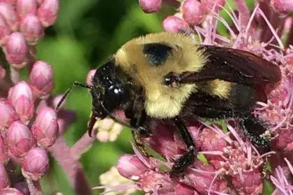 Bumblebee on Joe Pye