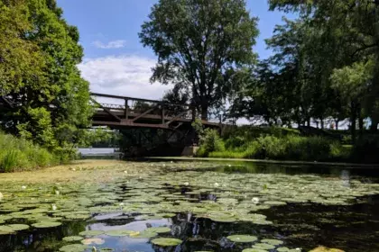 Phalen Regional Park - Lilypads