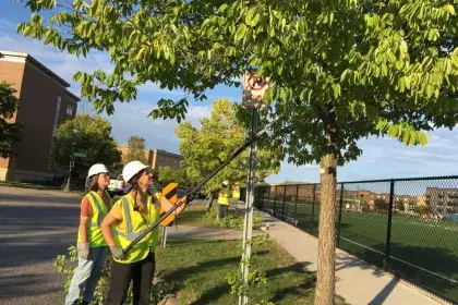 Tree Stewards 2024