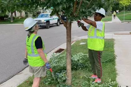 Tree Stewards 2024