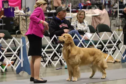 A girl showing her dog at the annual Kennel Club event in the Saint Paul RiverCentre